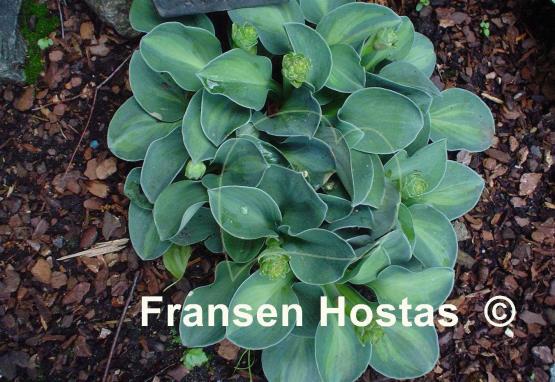 Hosta Cat and Mouse